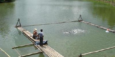 宜昌严打水库投肥养殖行为