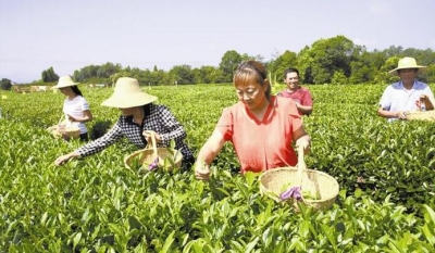 茶农喜采立秋茶