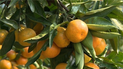 宜昌市金融机构助力柑橘产业发展