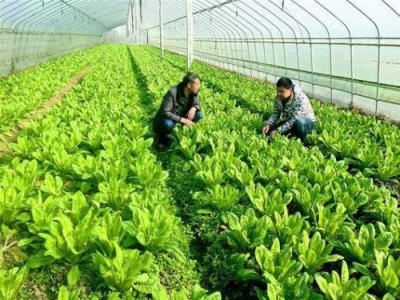 远安近百热血青年返乡“务农”  青年归乡里 田野生芳华