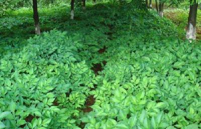 市农科院主持完成省地方标准  魔芋技术规范通过评审