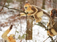 萌！神农架金丝猴戏冬雪