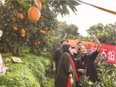 市政府10条金融措施支持柑橘产业发展
