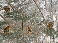 萌！神农架金丝猴戏冬雪