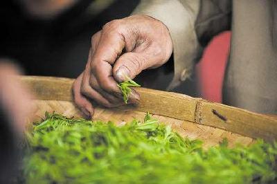 制茶设备“煤改电” 茶叶不再被“炒煳”