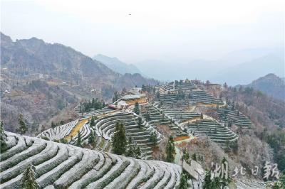 雪后茶乡 分外娇娆