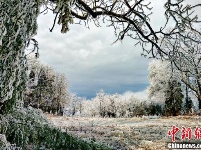 航拍湖北五峰“冰林”美景 似水晶铺满地面