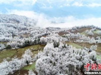 航拍湖北五峰“冰林”美景 似水晶铺满地面