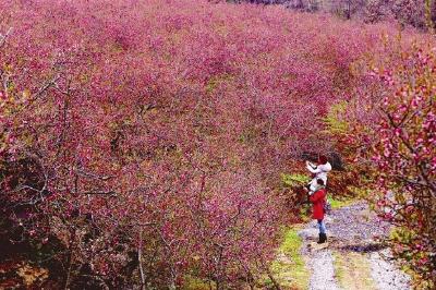 爱上宜昌春暖花开 2019宜昌春季赏花采摘线路图