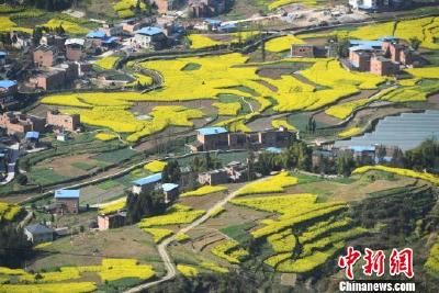 三峡库区奉节大片油菜花盛开美不胜收