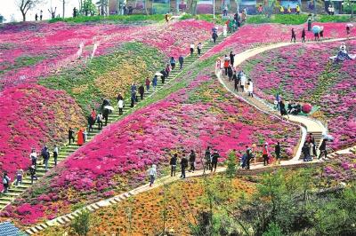 夷陵区“芝樱花海”迎春绽放