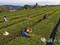 茶农抢季节采摘明前茶