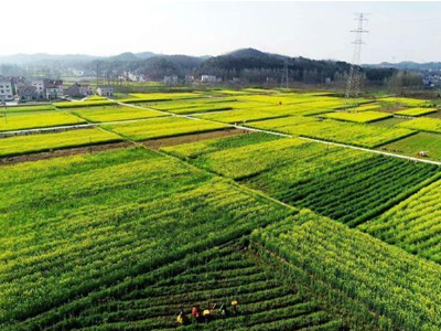 宜都市首届油菜花节开幕