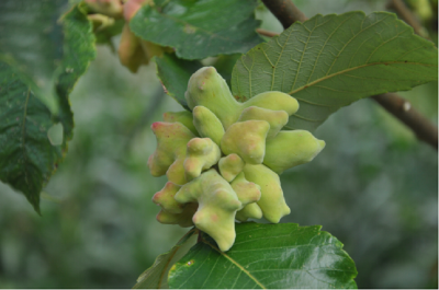 全国首个五倍子科研平台落户五峰