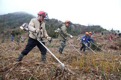 五峰精准灭荒造林初战告捷