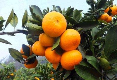 宜昌将举行柑橘产业培训班 面向全市招录60名学员