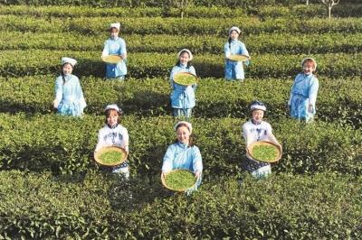 春茶采摘“大比武”