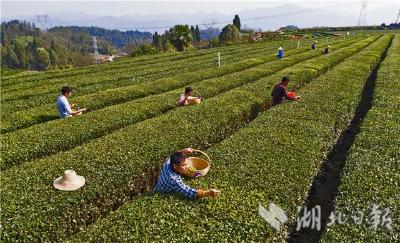 宜昌茶农抢季节采摘明前茶