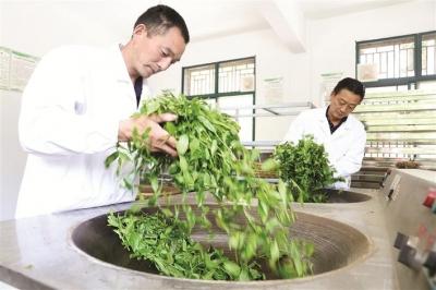 远安茶叶经济造福一方百姓