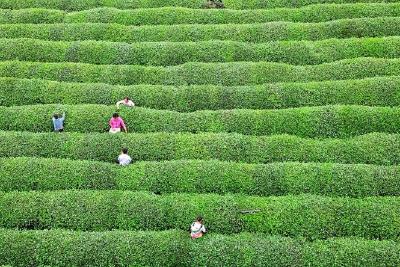 我市建成标准茶园45万亩