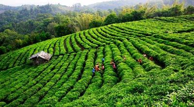 “世界茶叶质量安全与美好生活”高峰论坛在宜昌举行