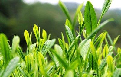 2019茶叶国际采购商宜昌行拉开帷幕