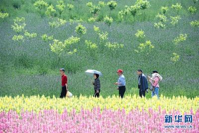 花开迎客来