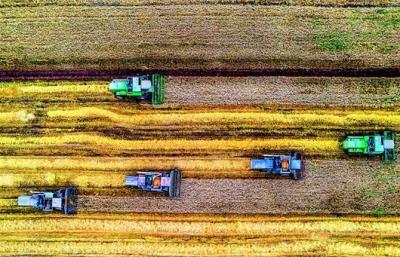 湖北日报 | 当阳万台农机抢收夏粮