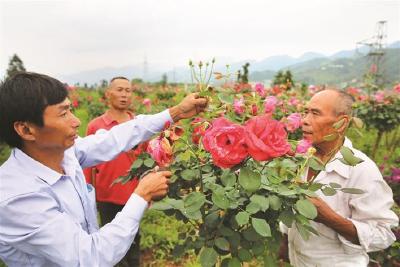 花卉产业助农脱贫增收