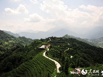 湖北宜昌：夏日茶乡风景美