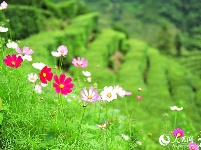 湖北宜昌：夏日茶乡风景美