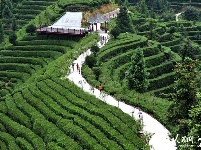 湖北宜昌：夏日茶乡风景美