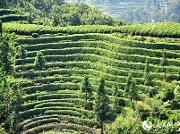 湖北宜昌：夏日茶乡风景美