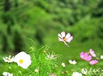 湖北宜昌：夏日茶乡风景美