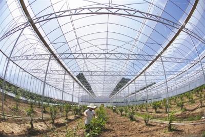 建新型农业基地 选更新换代品种