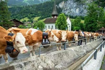 三峡职院牵手跨国企业正大集团 培育农牧食品产业高端人才