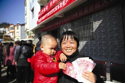 茶叶获丰收 社员喜分红