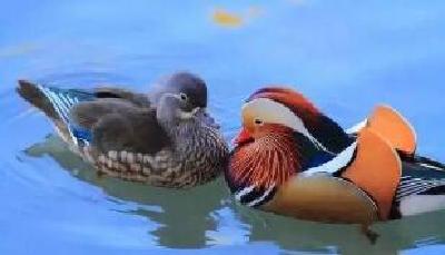 江西婺源迎来2000余对越冬野生鸳鸯