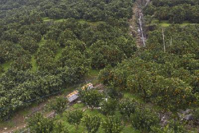 新华社丨三峡库区秭归脐橙坐着“小车”出大山