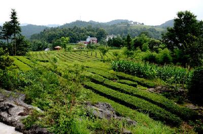 16村入选首批国家森林乡村