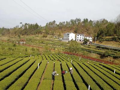 宜昌拥有茶叶加工企业逾1200家 13家获“楚天好”品牌授权