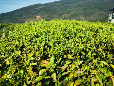 宜昌拥有茶叶加工企业逾1200家  13家获“楚天好”品牌授权