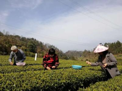 宜昌茶产业转换新赛道 今年建成4条碾茶生产线