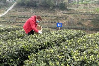 大风口来了茶专家