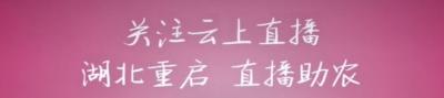 直播丨湖北重启 直播助农 茗山辣木线上直销