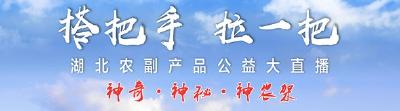 直播｜走进“神秘神农架” 品尝林区生态好酒
