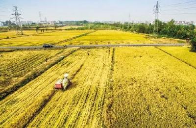 我省粮食总体保持价格平稳 435家重点粮油企业承诺不涨价