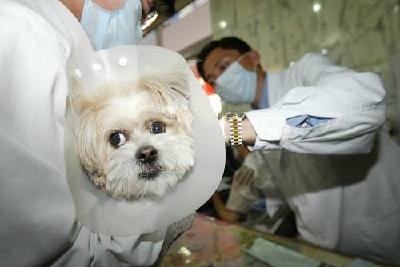 深圳10月起实施新规 未植入芯片视为无证养犬