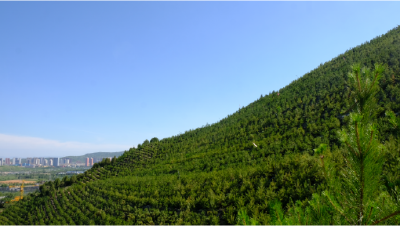 当代“愚公”——老兵张俊平：我把“垃圾山”变成了森林公园