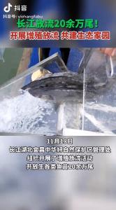 宜昌增殖放流23万余尾鱼类改善长江生态（宜昌发布抖音）
